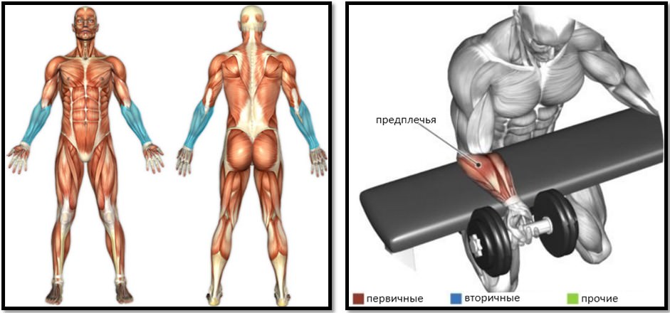 Упражнения на предплечья. Прокачка мышц предплечья. Тренировка предплечий гантелями. Предплечья с гантелями.