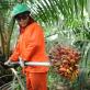 Palmu eļļa: kaitējums un labums