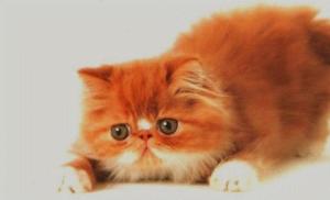 Punainen kissanpentu - miksi haaveilla?