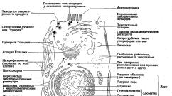 Kas ir mitohondriji Mitohondriju īpašības un funkcijas