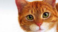 Why does a woman dream of a red cat?