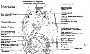 Mitochondria Mitochondria ባህሪያት እና ተግባራት ምንድን ናቸው