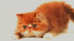 Punainen kissanpentu - miksi haaveilla?
